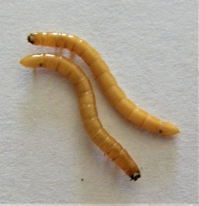 Two wireworms approximate length one inch