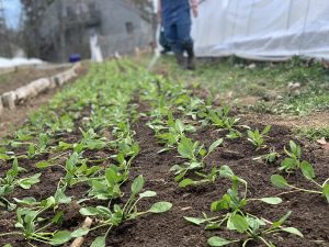 Rows of spinach planted, a farmer is seen in background watering