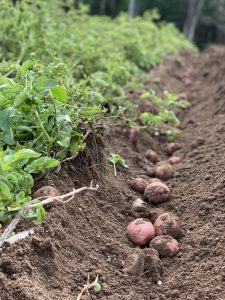 red potatoes in a furrow of soil