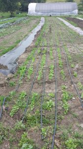 a crop in a garden that is using drip irrigation to hydrate the crop