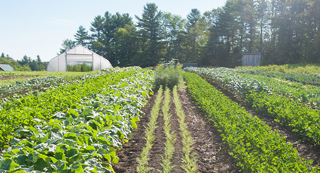 banner image, cropped for Maine Farmer Resource Network - a garden and greenhouse