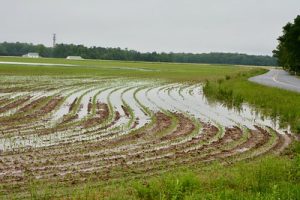 Flooded field of corn