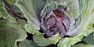 a painting of a red cabbage in a garden