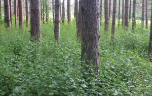 Photo showing dense garlic mustard population under a red pine tree.