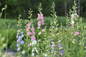 Photo of flowers in green field.