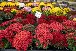 Many containers of flowering mums with a sign that says Mums $5.99 ea.
