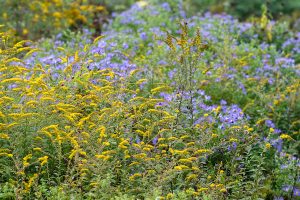 native plants in bloom