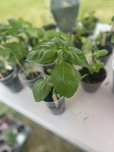 A basil plant on a plant stand