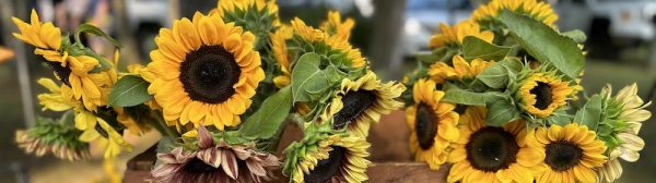 Bouquets of sunflowers in a wooden box.