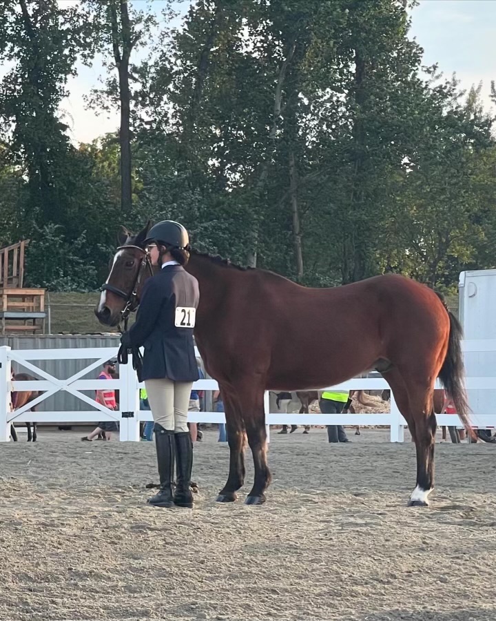 A Midcoast Mainer guiding a horse in a competition area.