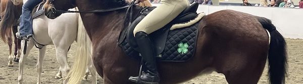 A Midcoast Mainer sitting on a horse in a competition area.