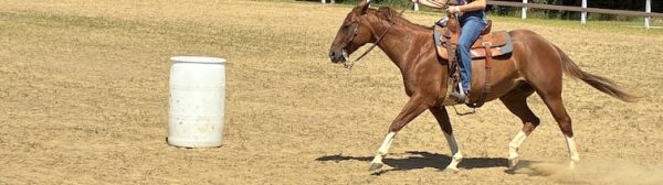 Midcoast Mainers member riding a horse around an obstacle
