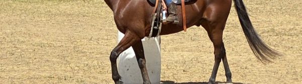 Midcoast Mainers member riding a horse around an obstacle