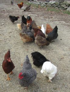 free range poultry