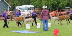 alpacas and judge and 4h members
