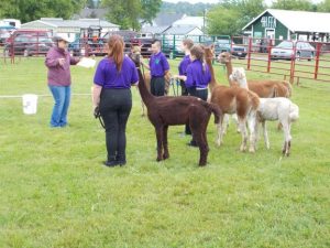 4h members showing their alpaca at fair