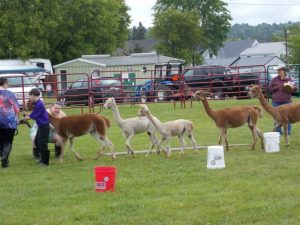 4h members and 6 alpacas lined up like parade