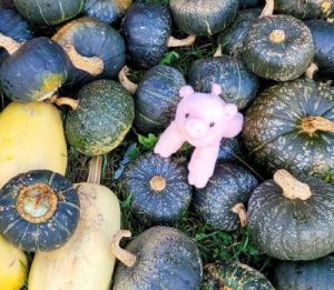 several squash and pink stuffed pig