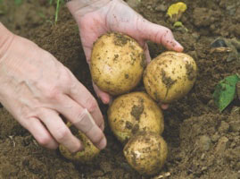 a pair of hands picking potatoes out of the ground