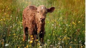calf in field of grass