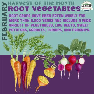 carrots, turnip and radish root vegetables