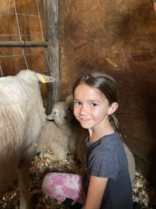 girl docking a sheep tail with adult