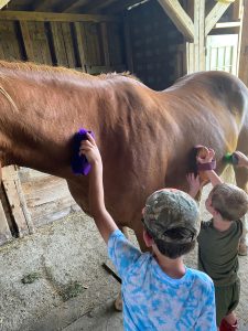 youth brushing a horse