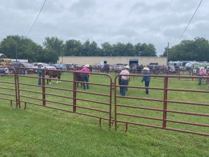 4-H'ers and their steers in baby beef show