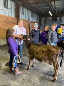 showmanship demonstration with calf, and youth watching