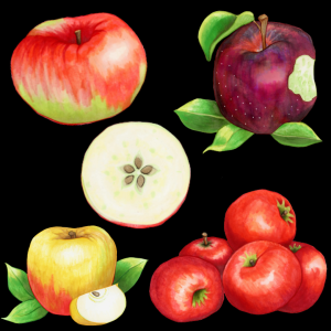 5 different apple varieties