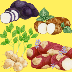 graphic of four different types of potatoes