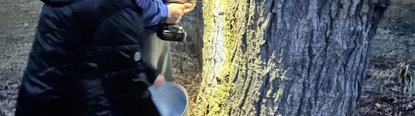 two people tapping a maple tree