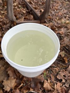 white bucket of maple sap