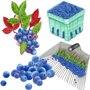 graphic of a box of blueberries, a blueberry rake with blueberries and a clump of blueberries attached to leaves