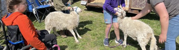 youth learning about showing sheep