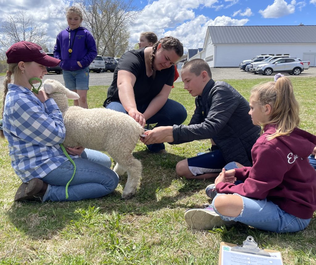 4-H members and an instructor teaching them how to take a temperature of a lamb
