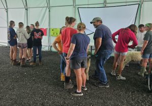 4-H members and leaders learning about showing sheep