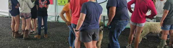 4-H members and leaders learning about showing sheep