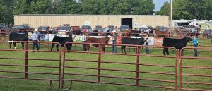 beef show members and steers walking pen