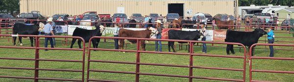 beef show members and steers walking pen