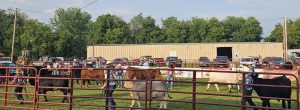 members showing beef steers