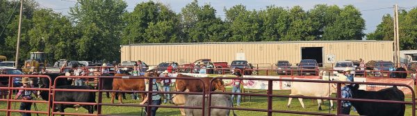 members showing beef steers