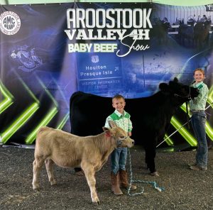 cow and calf at fair with a boy holding the smaller one and girl holding bigger cow