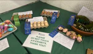 egg display fair