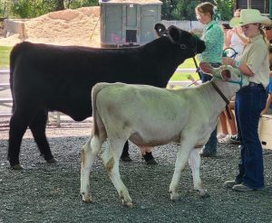 two girls showing to cows