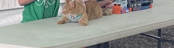 girl and boy showing cat demonstration