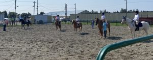 horse show horses and riders