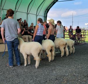 fpur youth showing four sheep