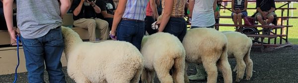 fpur youth showing four sheep