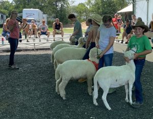 sheep show and youth